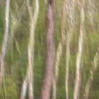 USA, New Jersey, Pine Barrens National Preserve. Abstract motion of forest trees. Art Print